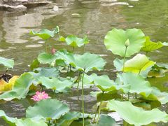 -金陵中学(河西分校)