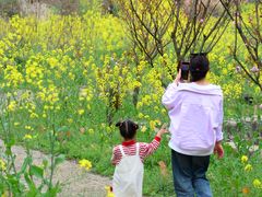 -桑洲油菜花景区