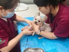 -伟伟宠物医院·CT影像中心·瑞派犬猫综合性门诊(汉口总院)