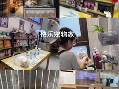 -山宅一喵德文卷毛猫舍