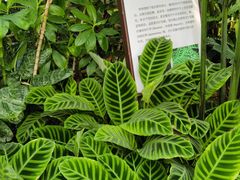 -上海辰山植物园