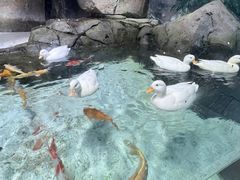-海合安青岛极地海洋公园