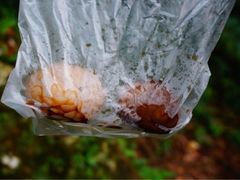 香菇茶叶蛋-金盆阿嬷香菇茶叶蛋(玄光店)
