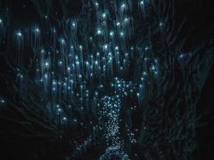 -怀托摩萤火虫洞