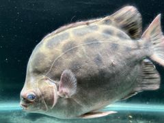 -八仔大富楼·河鲜(西江店)