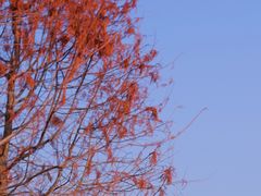 -五缘湾湿地公园