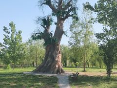 -杨柳青庄园