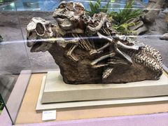 -陕西自然博物馆