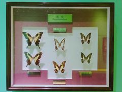 -上海昆虫博物馆