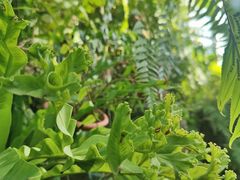 -国家植物园南园