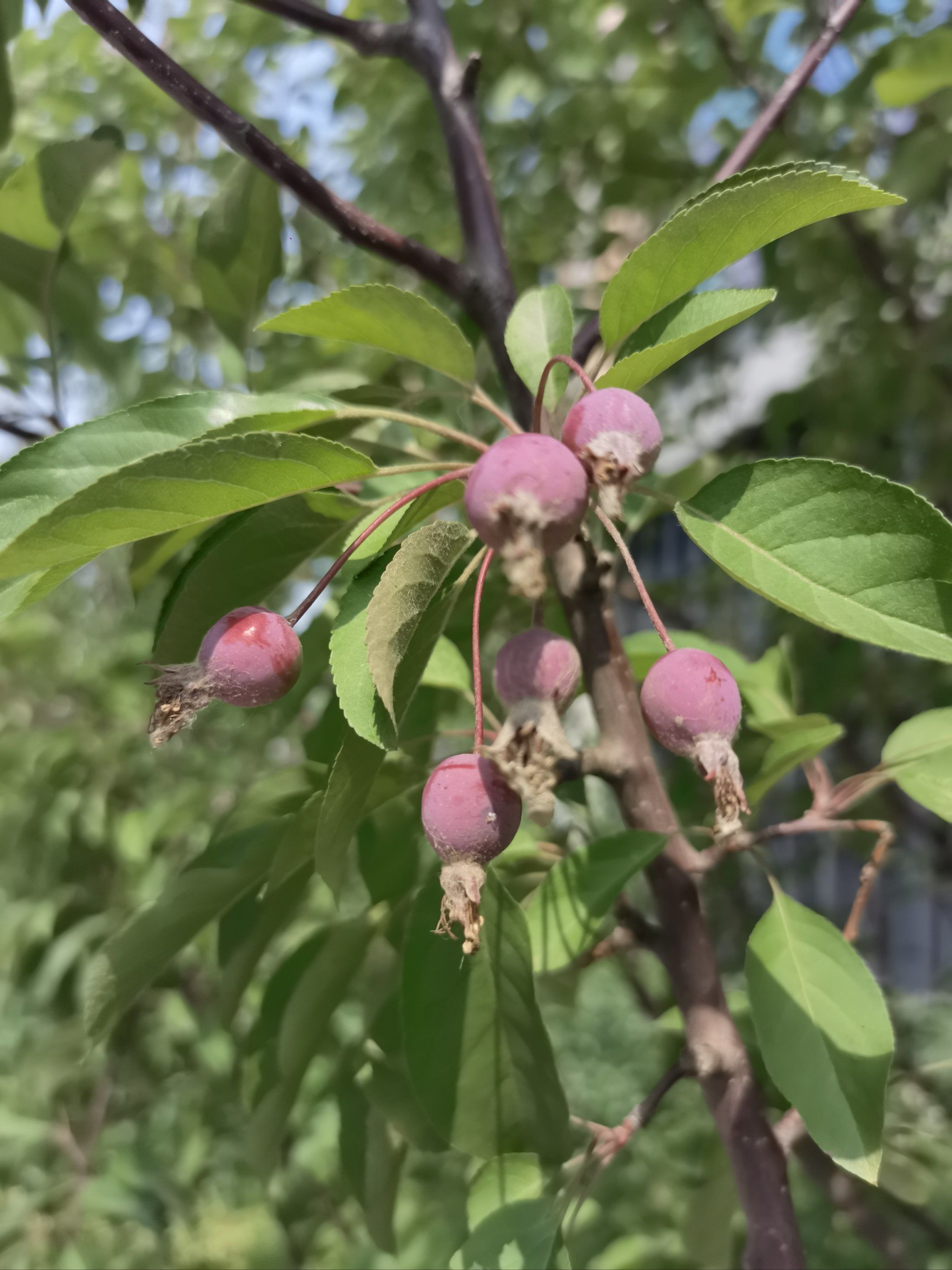 有谁知道这是啥果实吗71盛夏的果实71
