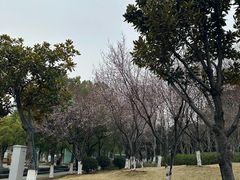-月湖风景区