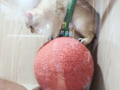 -屋虎猫馆(宝安大仟里店)