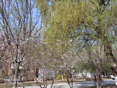 -桃花堤公园