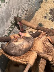 -Zoolung Zoolung动物主题公园(海信广场店)