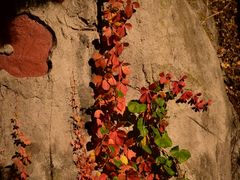 景点-遵化市禅林寺古银杏风景园