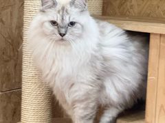 -和它·交个朋友·狗咖猫咖(爱琴海店)