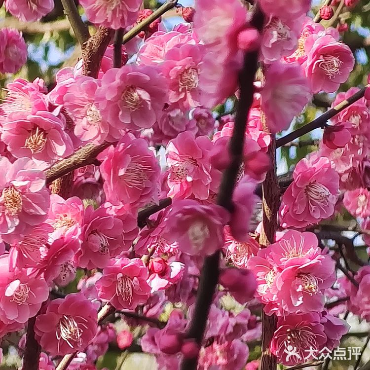 红梅花儿开