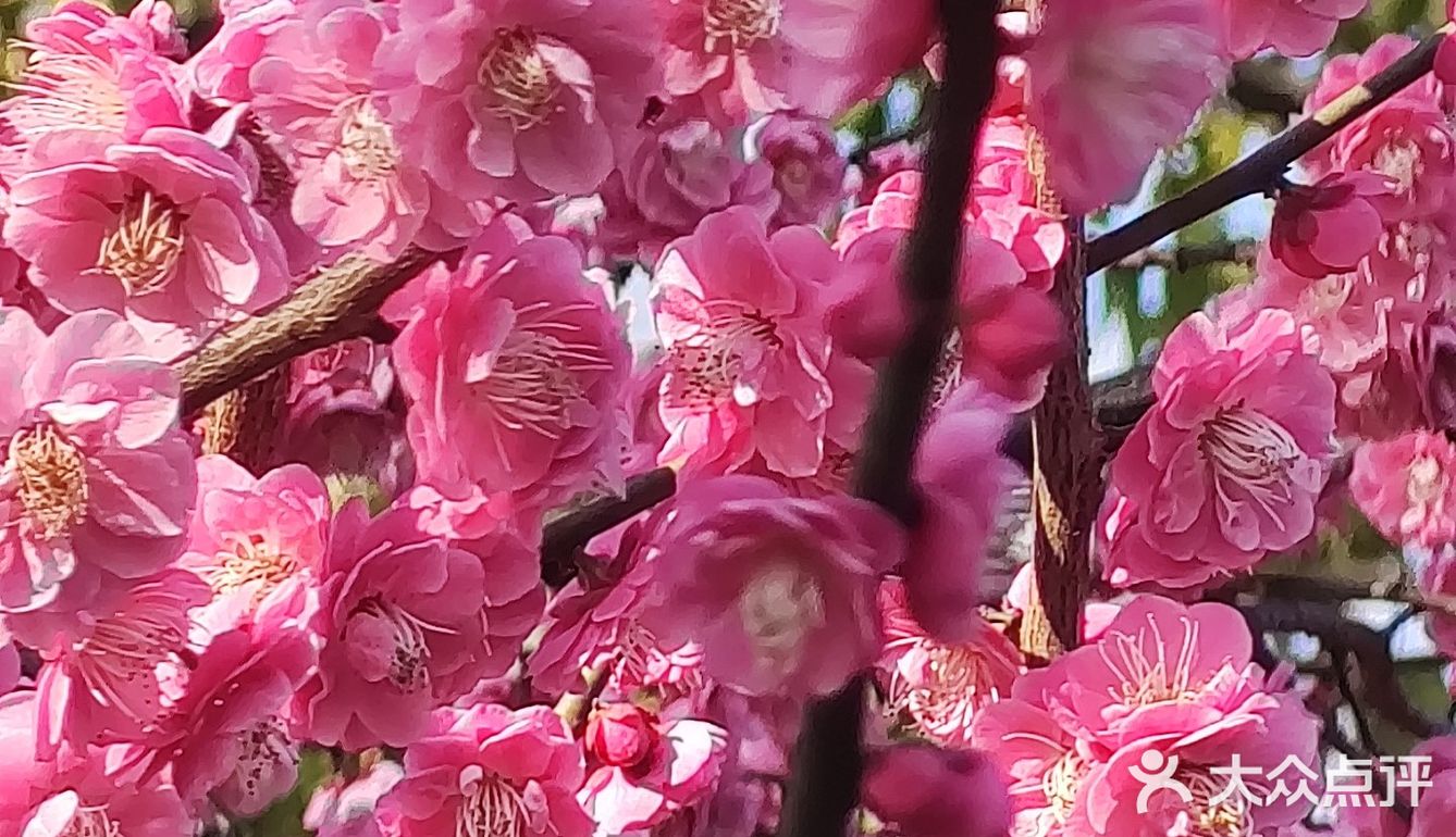 红梅花儿开