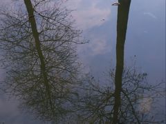 -飞来湖湿地公园