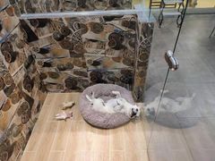 -宠物之家Pets Home 宠物寄养酒店