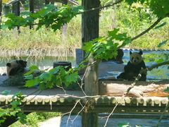 -中国大熊猫保护研究中心雅安碧峰峡基地