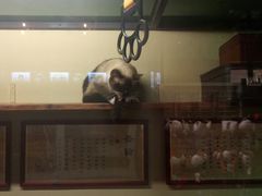 -猫咪博物馆(顶澳仔猫街店)