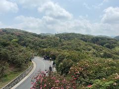 -贵州百里杜鹃风景名胜区