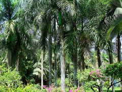 -西双版纳傣族园