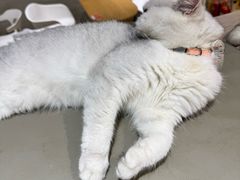 -藏猫猫咖啡主题馆(中央大道店)