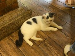 -more than meow吴止猫主题餐厅(承德 中船汇店)