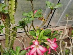 -北京植物园-展览温室