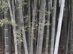 -树山生态村