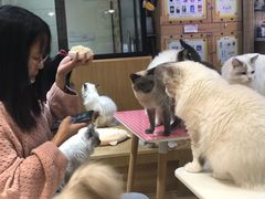 -滚猫咖啡·猫咖·猫友好撸猫(未来城店)