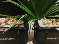 -海南棋子湾开元度假村·祺咖啡自助餐厅