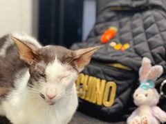 -猫色咖啡·猫咖