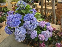 -红燕阁·中餐厅·粤式早茶·海南特色菜(红燕堂酒店)