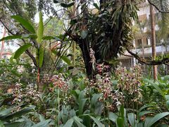-中国科学院西双版纳热带植物园