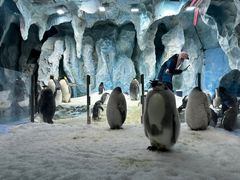 -帝企鹅自助餐厅•儿童岛•真企鹅(长隆企鹅酒店)