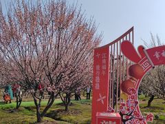 -香雪海