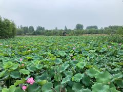 -溱湖国家湿地公园