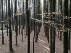 -山王坪喀斯特国家生态公园