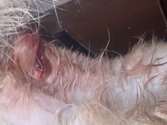 -A猫a狗全科·犬猫异宠·芥西宠物医院(南开总院)