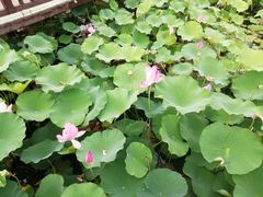 -羊亭河湿地公园