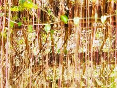 -广西壮族自治区药用植物园