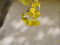 -木渎影视城