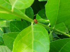 -武清南湖绿博园