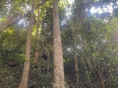-西双版纳原始森林公园