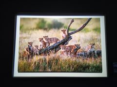 -罗红摄影艺术馆