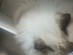 -佳雯宠物医院·皮肤科·内外科(春晓路分院)